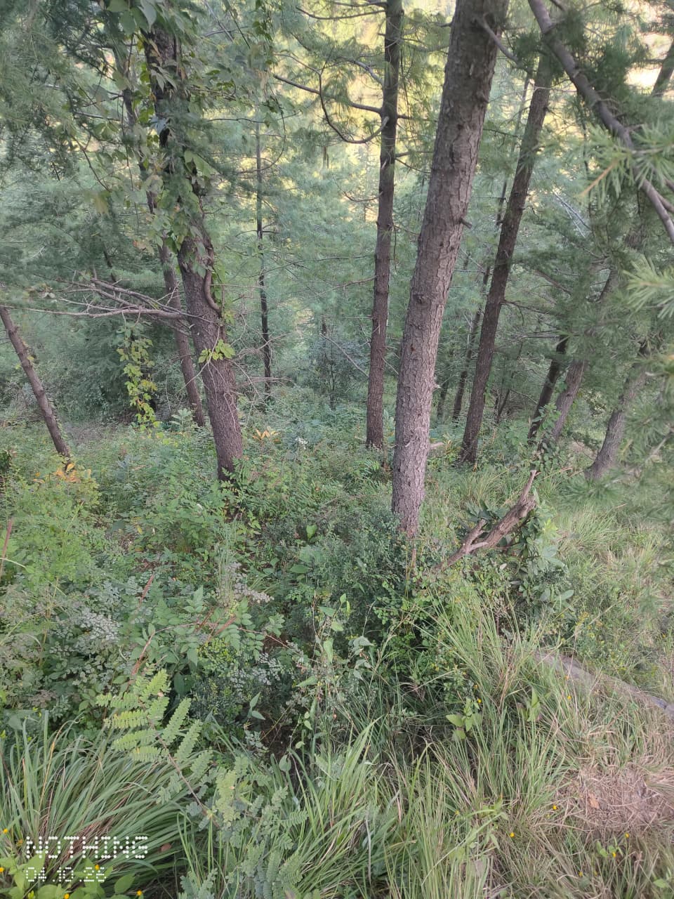 18 Biswa Drive In Plot for Sale in Near Fruit Mandi, Bhattakuffer, Shimla